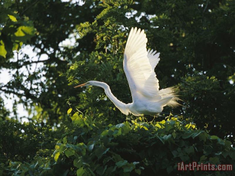 A Great Egret Spreads Its Wings in Its Vine Covered Nest painting - Raymond Gehman A Great Egret Spreads Its Wings in Its Vine Covered Nest Art Print