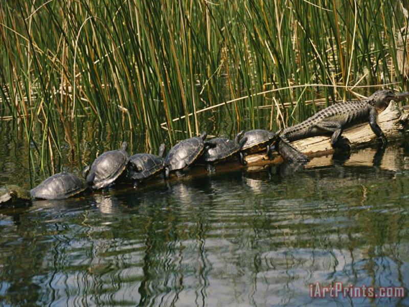 Raymond Gehman A Group of Aquatic Turtles And an American Alligator Bask on a Log Art Print