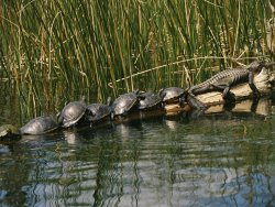 Raymond Gehman A Group of Aquatic Turtles And an American Alligator Bask on a Log