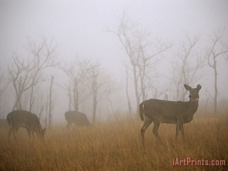 A Group of White Tailed Deer Does Eating in Morning Fog painting - Raymond Gehman A Group of White Tailed Deer Does Eating in Morning Fog Art Print