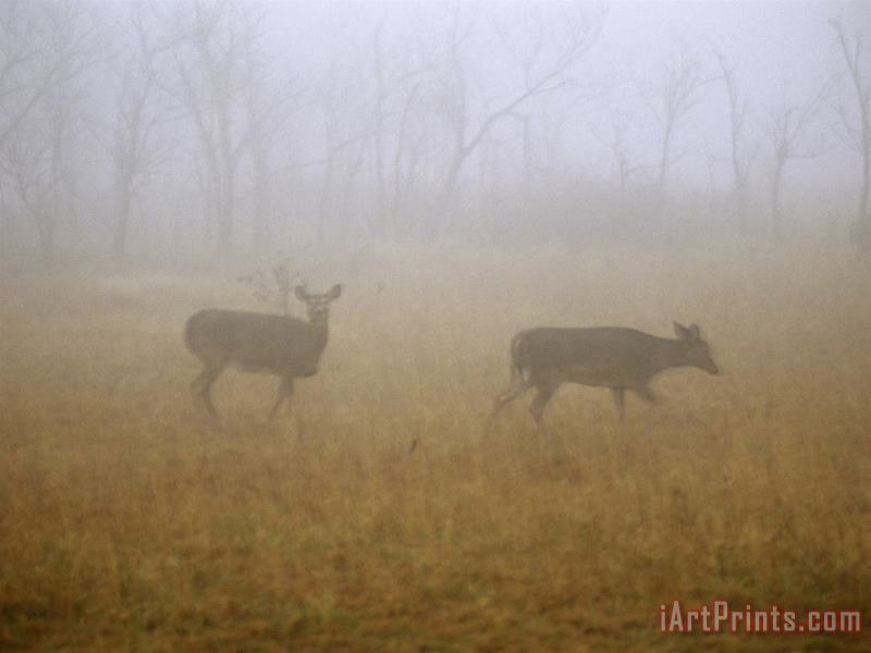 A Group of White Tailed Deer Does on a Foggy Morning painting - Raymond Gehman A Group of White Tailed Deer Does on a Foggy Morning Art Print