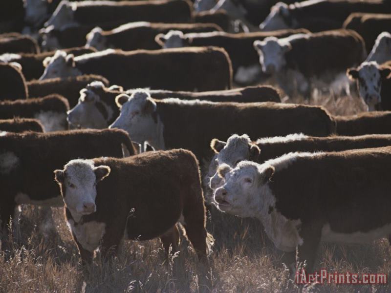 Raymond Gehman A Herd of Cattle on The Wyoming Range Art Painting