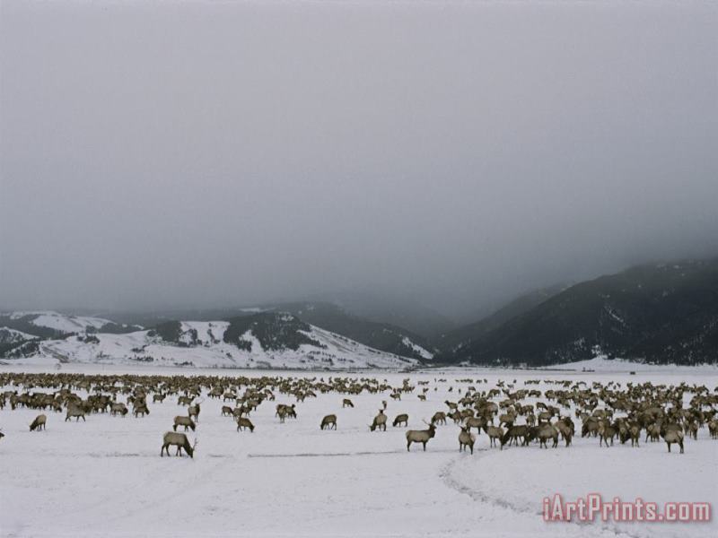 A Herd of Elk Or Wapitis in Grand Teton National Park painting - Raymond Gehman A Herd of Elk Or Wapitis in Grand Teton National Park Art Print