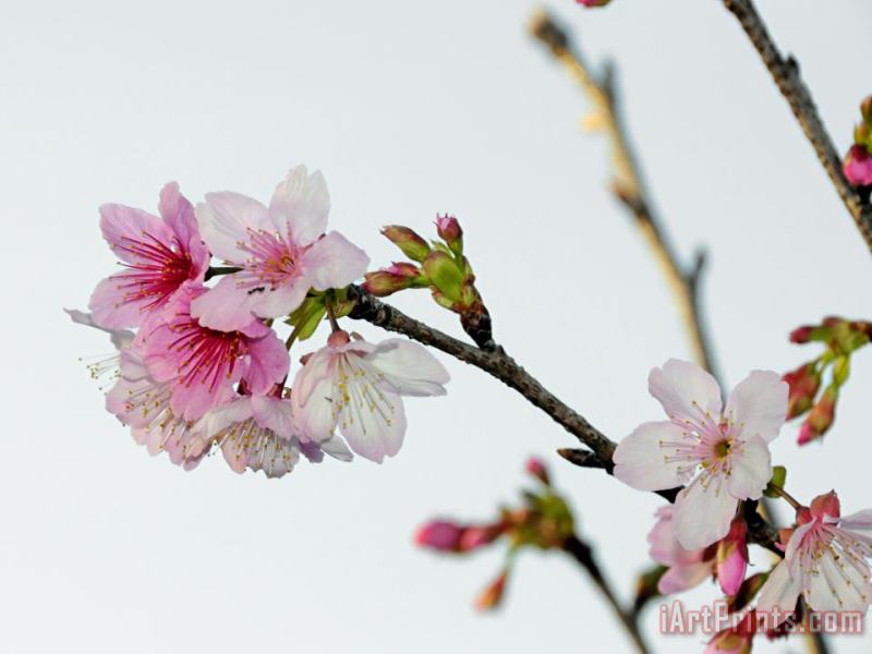 Raymond Gehman A Japanese Cherry Tree Bursts Forth in Blossoms Art Print
