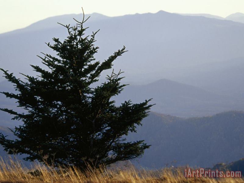 A Lone Spruce Tree And The Appalachian Mountains Ridges in Distance painting - Raymond Gehman A Lone Spruce Tree And The Appalachian Mountains Ridges in Distance Art Print