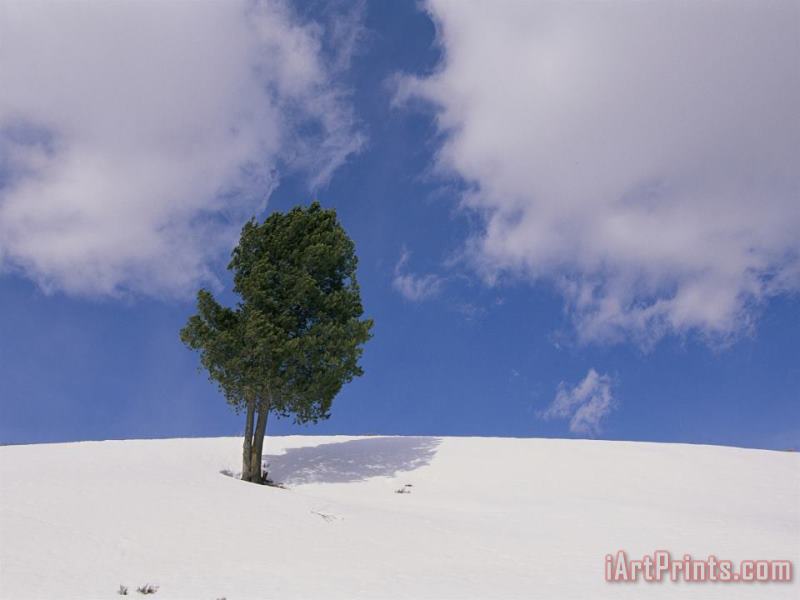 A Lone Whitebark Pine Tree on a Snowy Hill painting - Raymond Gehman A Lone Whitebark Pine Tree on a Snowy Hill Art Print
