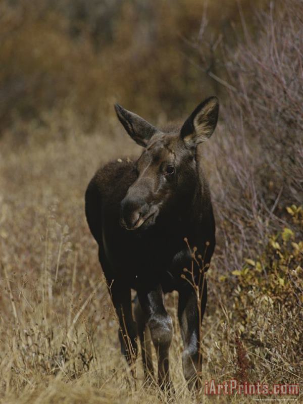 A Moose Calf in Grand Teton National Park painting - Raymond Gehman A Moose Calf in Grand Teton National Park Art Print