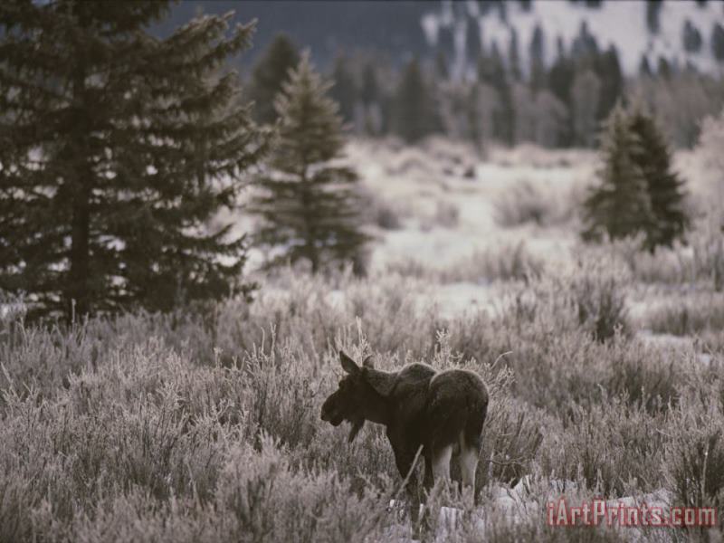 Raymond Gehman A Moose in a Frost Covered Field Grand Teton National Park Art Print