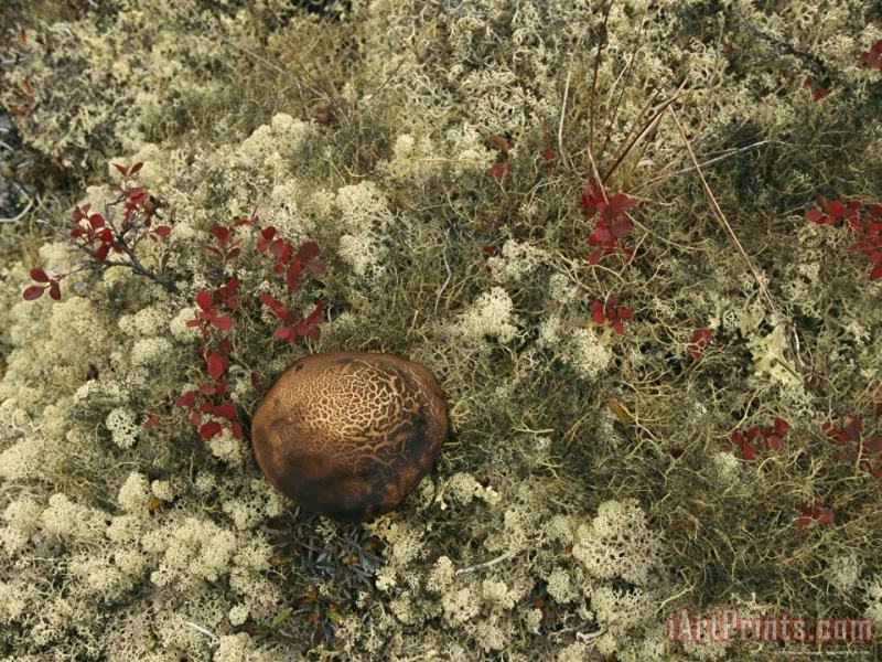A Mushroom Grows Among a Cranberry Bush And Lichens painting - Raymond Gehman A Mushroom Grows Among a Cranberry Bush And Lichens Art Print