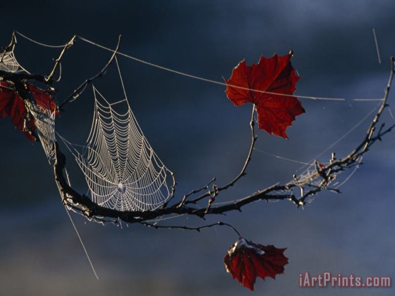 A Orb Weaving Spider's Web on a Sycamore Tree Branch painting - Raymond Gehman A Orb Weaving Spider's Web on a Sycamore Tree Branch Art Print