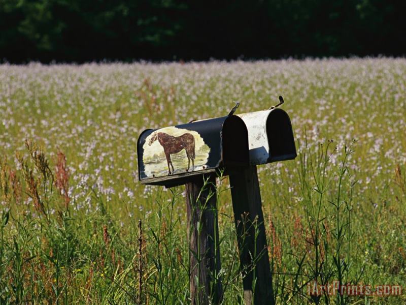 Raymond Gehman A Pair of Mailboxes Set on The Edge of a Field of Wildflowers Art Painting