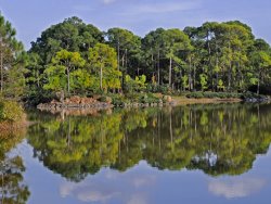 Raymond Gehman A Pine Forest Juts Out on Rocky Point at Morikami Lake