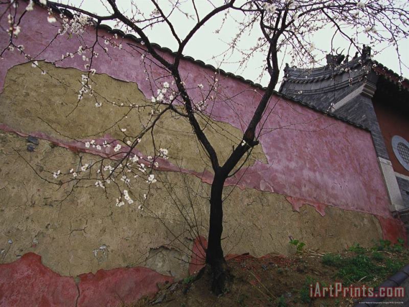 Raymond Gehman A Plum Tree Near The Miao Fengshan Buddhist Temple in Beijing Art Painting