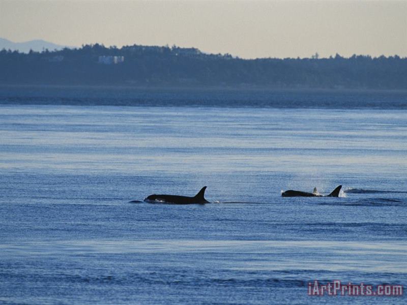 Raymond Gehman A Pod of Killer Whales Orcinus Orca Hunt And Swim in Calm Waters Art Print