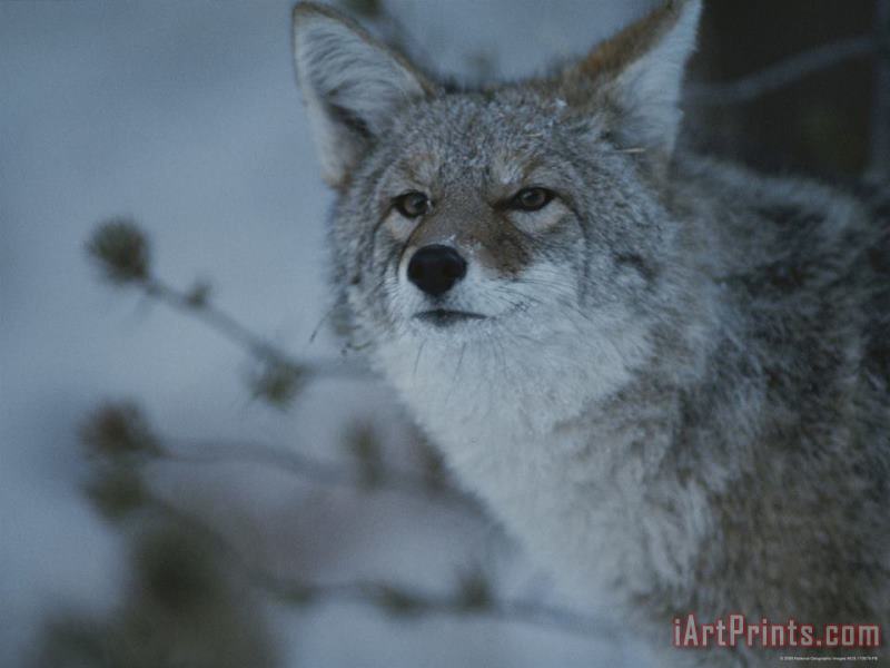 Raymond Gehman A Portrait of a Coyote in Yellowstone National Park Wyoming Art Print