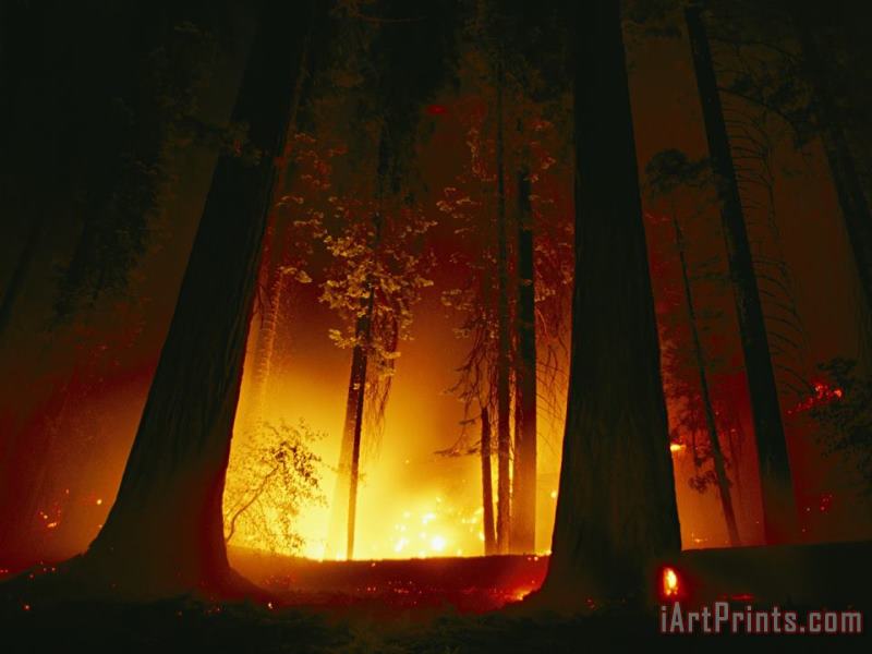 A Prescribed Fire Illuminates The Giant Sequoia Trees painting - Raymond Gehman A Prescribed Fire Illuminates The Giant Sequoia Trees Art Print