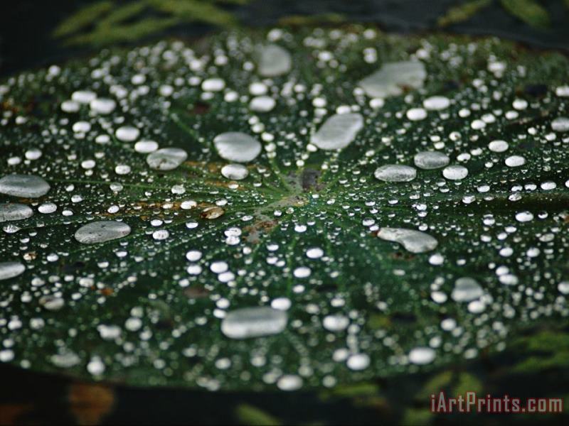 A Raindrop Covered Water Lily Floats Amongst Fallen Autumn Leaves in Hematite Lake painting - Raymond Gehman A Raindrop Covered Water Lily Floats Amongst Fallen Autumn Leaves in Hematite Lake Art Print