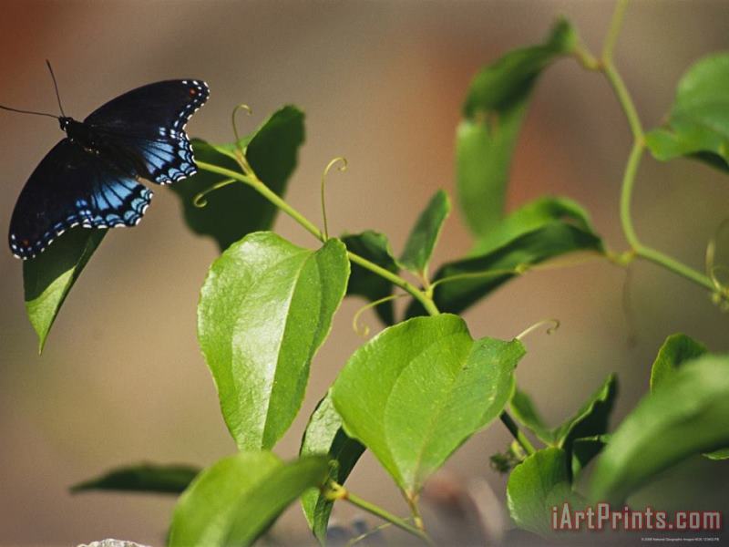 A Red Spotted Purple Butterfly Perched on a Twig painting - Raymond Gehman A Red Spotted Purple Butterfly Perched on a Twig Art Print