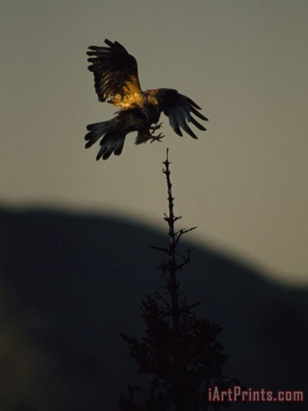 A Rough Legged Hawk Comes in for a Landing on The Spire of a Tree Ivvavik Yukon painting - Raymond Gehman A Rough Legged Hawk Comes in for a Landing on The Spire of a Tree Ivvavik Yukon Art Print