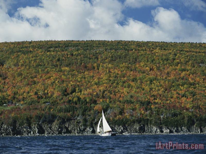 A Sailboat Passes a Low Headland Cloaked in Autumn Colors painting - Raymond Gehman A Sailboat Passes a Low Headland Cloaked in Autumn Colors Art Print