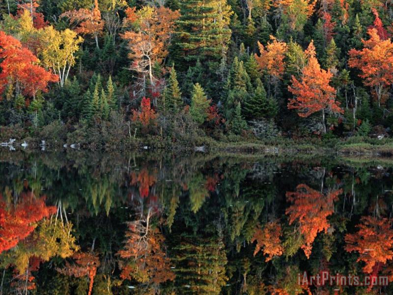 Raymond Gehman A Shore Lined with Trees in Autumn Hues Casting Reflections in Water Art Print