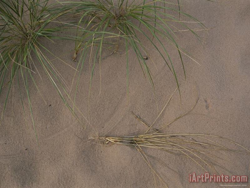 Raymond Gehman A Shot of Some Grass Growing on a Beach in The Apostle Islands Art Painting