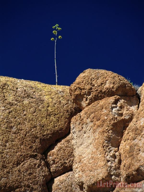 Raymond Gehman A Single Plant Grows From a Crack in a Large Rock Art Print