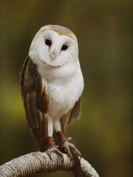 Raymond Gehman A Snowy Faced Barn Owl Is One of The Wildlife Exhibits at The Nature Station