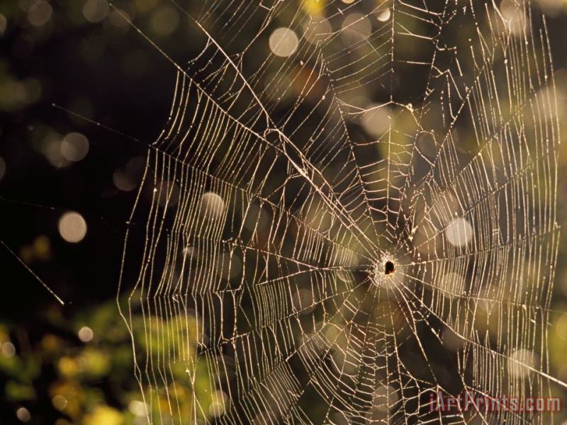 Raymond Gehman A Spider Sitting in The Middle of It's Orb Web Art Print