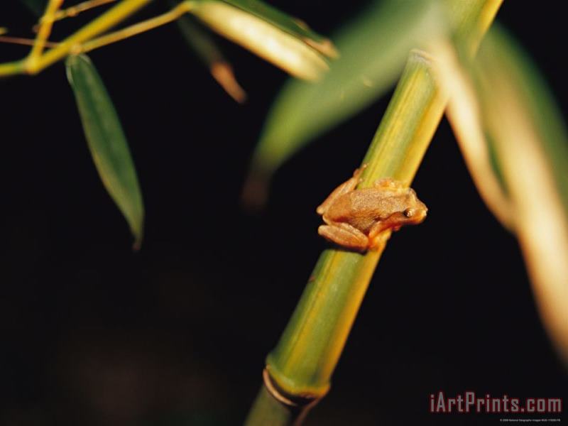Raymond Gehman A Spring Peeper Frog Perches on a Bamboo Stalk Art Print