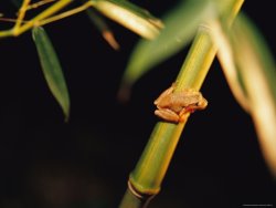 Raymond Gehman A Spring Peeper Frog Perches on a Bamboo Stalk