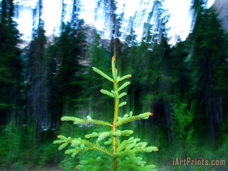Raymond Gehman A Spruce Seedling Is Highlighted by The Camera's Flash at Twilight Art Print