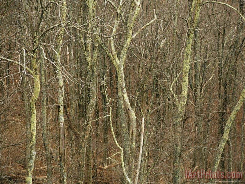A Stand of Bare Trees Covered with Lichens painting - Raymond Gehman A Stand of Bare Trees Covered with Lichens Art Print