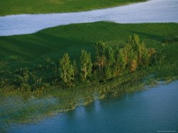 Raymond Gehman A Stand of Birch Trees on Sedge Island at Great Slave Lake
