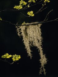 Raymond Gehman A Sugarberry Tree Buds Among Spanish Moss Brazos Bend State Park Southeastern Texas