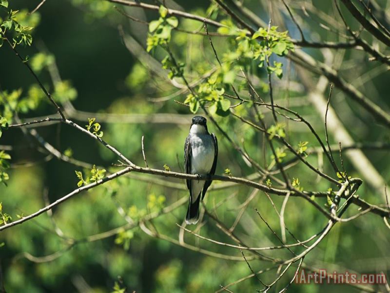 A Tree Swallow Perched on a Tree Branch with New Spring Foliage painting - Raymond Gehman A Tree Swallow Perched on a Tree Branch with New Spring Foliage Art Print