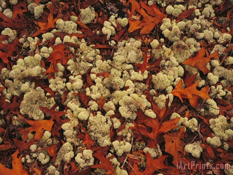 Raymond Gehman A Tumble of Fall Colored Oak Leaves And Reindeer Moss Near Lake Waccamaw Art Print