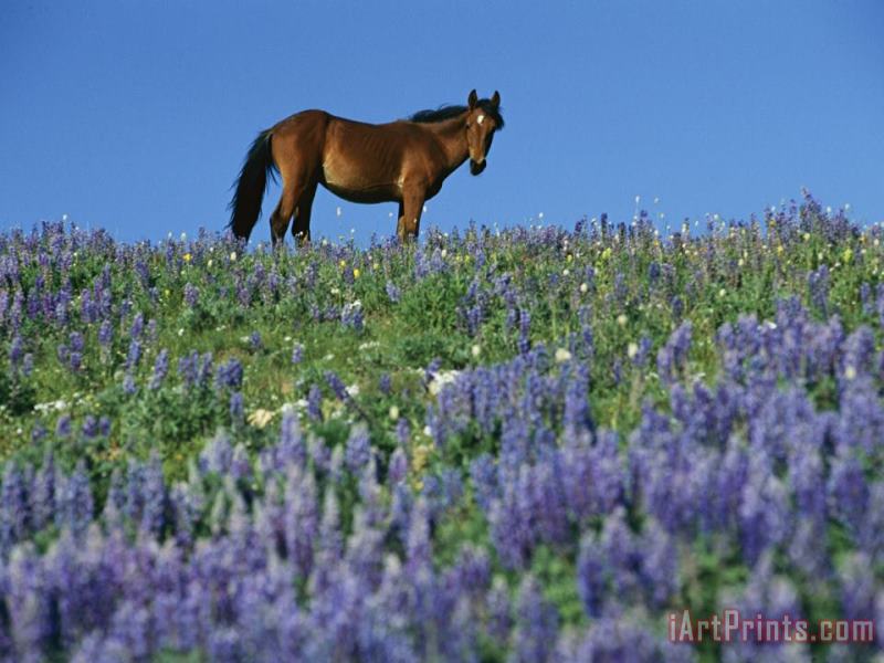 A View of a Wild Horse in a Field of Wildflowers painting - Raymond Gehman A View of a Wild Horse in a Field of Wildflowers Art Print