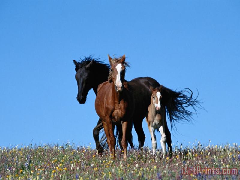 A View of Wild Horses in a Field of Wildflowers painting - Raymond Gehman A View of Wild Horses in a Field of Wildflowers Art Print