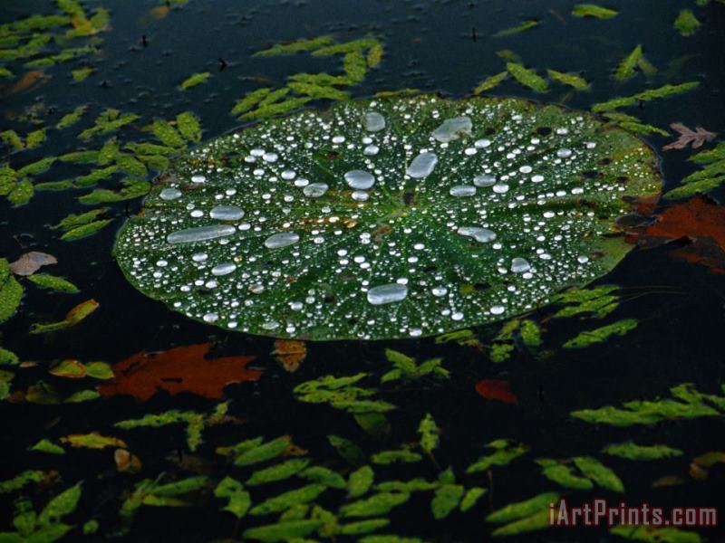 A Water Lily Pad Holds Rain Droplets painting - Raymond Gehman A Water Lily Pad Holds Rain Droplets Art Print