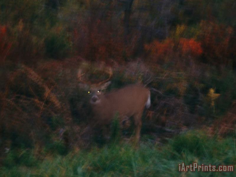 A White Tailed Deer at The Woods Edge at Dusk painting - Raymond Gehman A White Tailed Deer at The Woods Edge at Dusk Art Print
