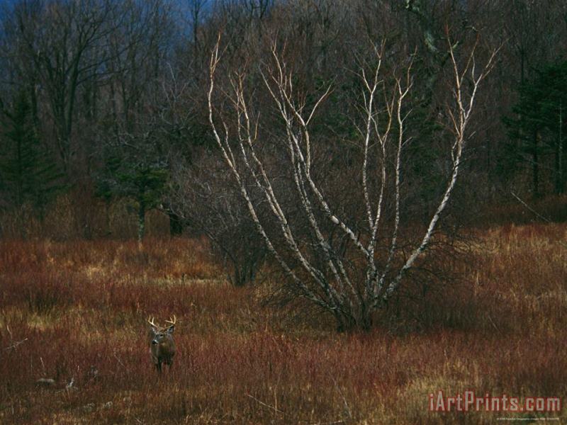 A White Tailed Deer Buck Standing Near a Birch Tree in a Meadow painting - Raymond Gehman A White Tailed Deer Buck Standing Near a Birch Tree in a Meadow Art Print