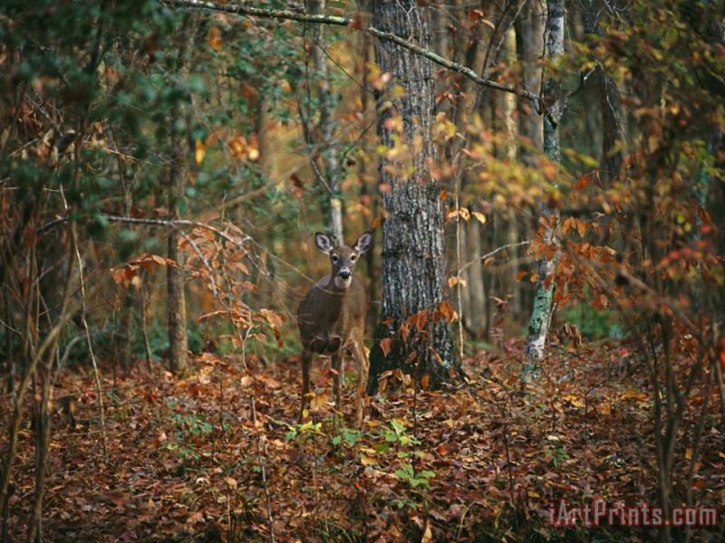 A White Tailed Deer in an Upland Hardwood Forest painting - Raymond Gehman A White Tailed Deer in an Upland Hardwood Forest Art Print