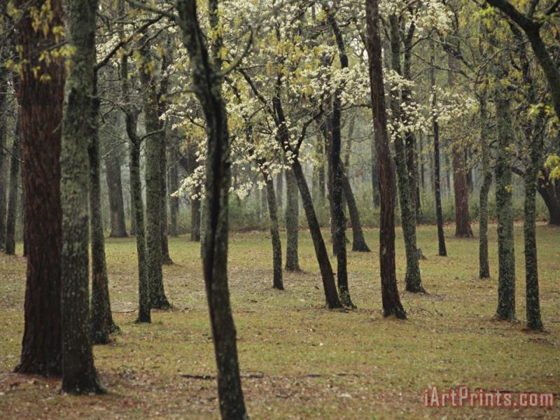 Raymond Gehman A Woodland View with New Spring Foliage And Blooming Trees Art Print