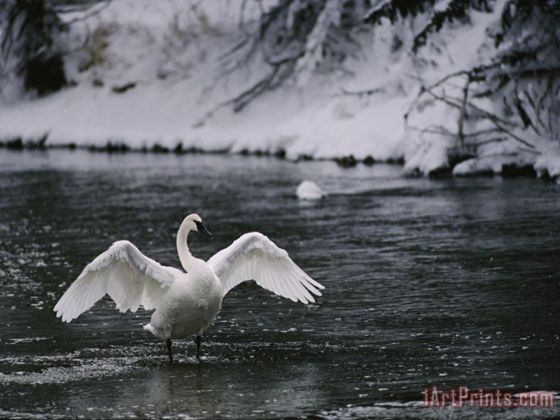 Raymond Gehman Adult Trumpeter Swans Lifting Its Wings on The Snow Banked Madison River Art Painting