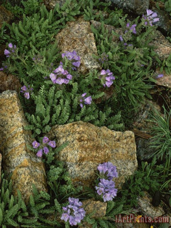 Raymond Gehman Alpine Wildflowers Beartooth Wilderness Wyoming Art Print