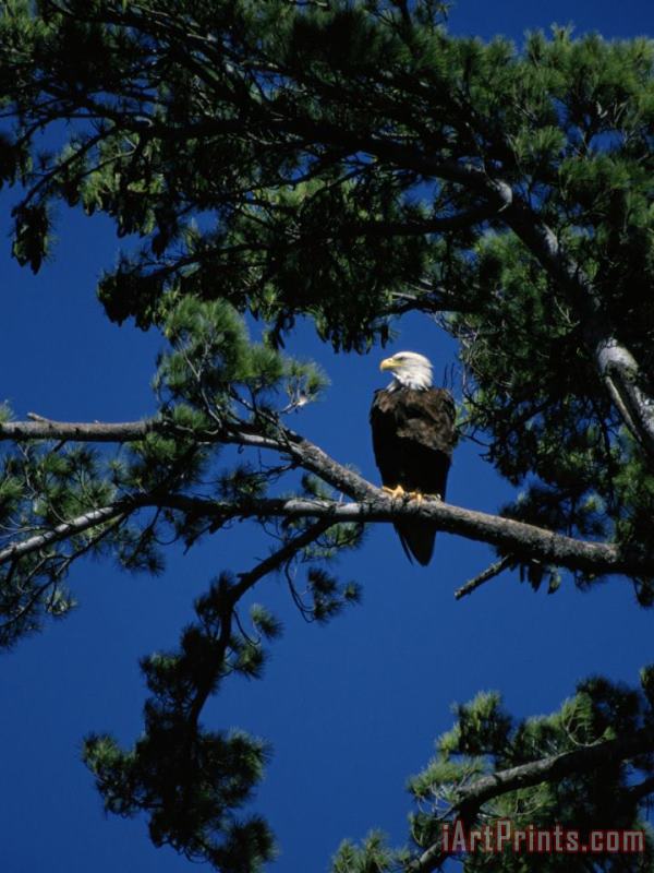 American Bald Eagle Perched in an Eastern White Pine Tree painting - Raymond Gehman American Bald Eagle Perched in an Eastern White Pine Tree Art Print