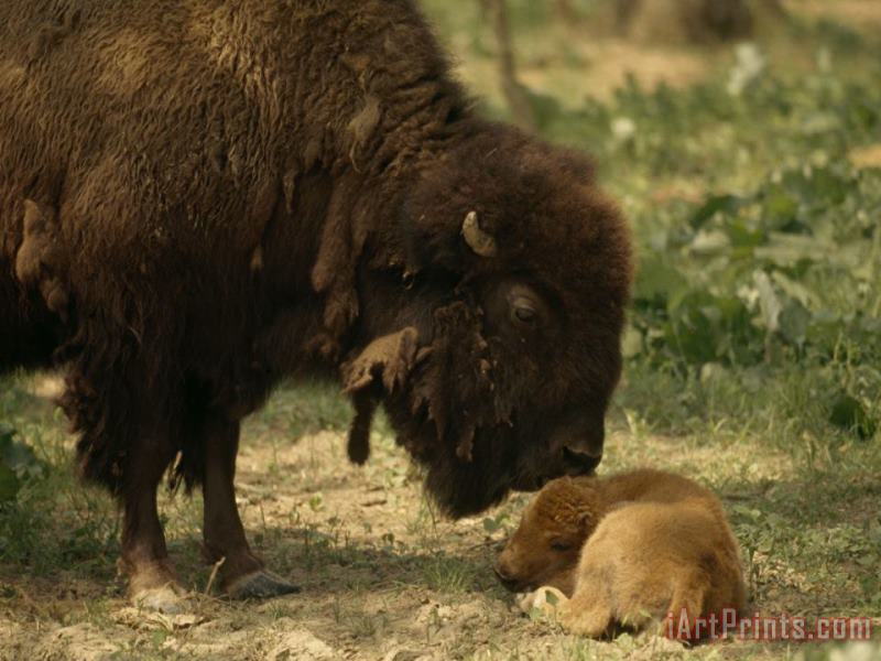 American Bison And Her Young Calf painting - Raymond Gehman American Bison And Her Young Calf Art Print