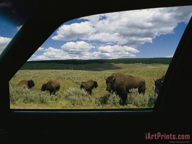 American Bison Bison Bison Photographed From Inside a Car painting - Raymond Gehman American Bison Bison Bison Photographed From Inside a Car Art Print