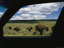 Raymond Gehman American Bison Bison Bison Photographed From Inside a Car painting